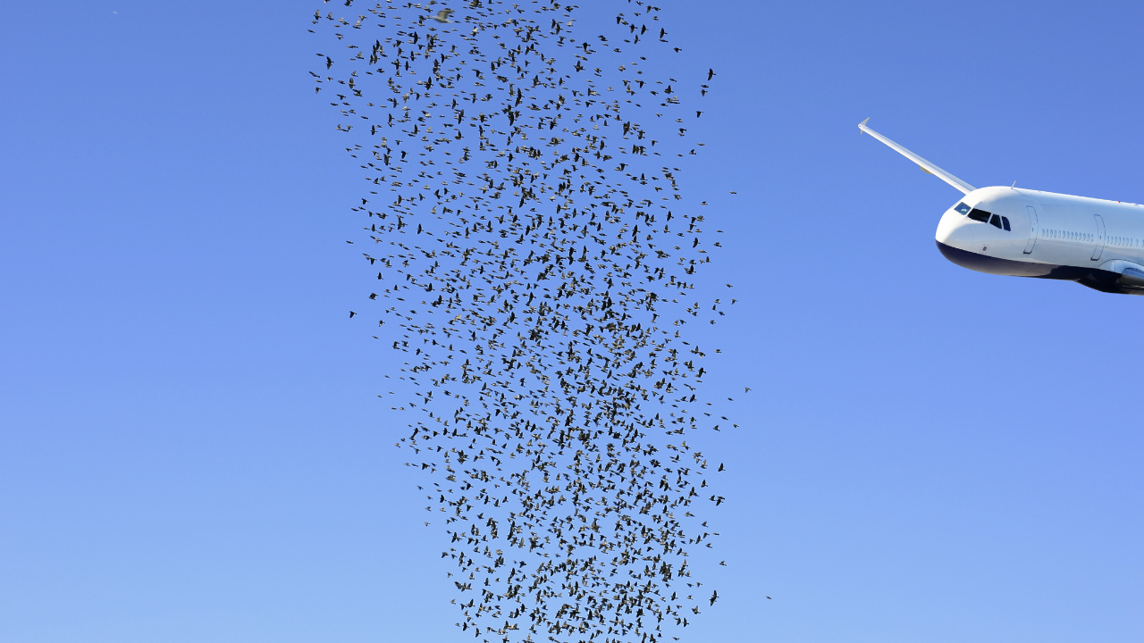 Bird strikes (46)