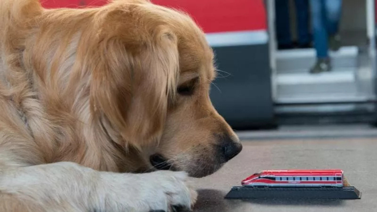 Promozione Trenitalia cani gratis treni