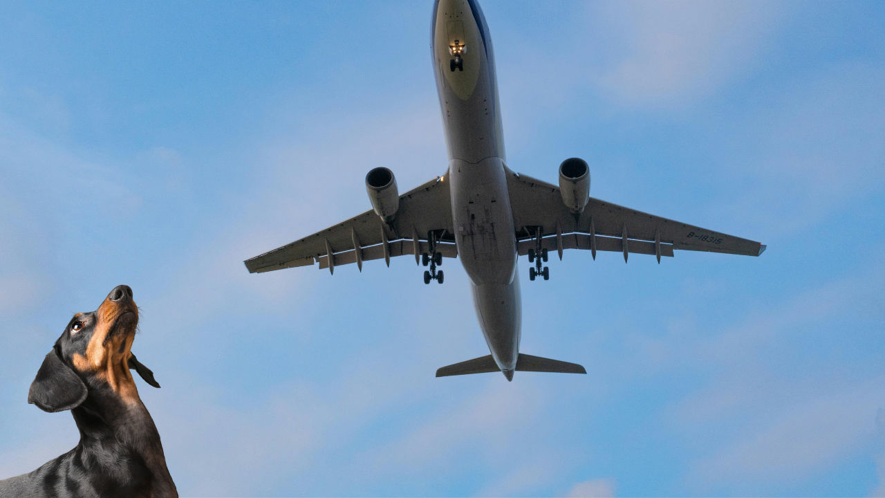 Ryanair non vuole cani di taglia grande a bordo