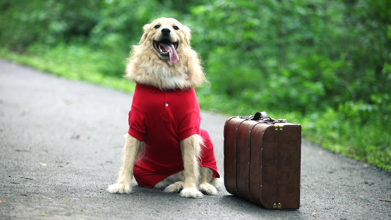 travel with pet
